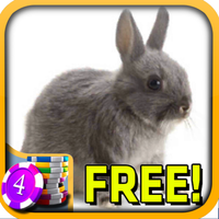 3D Bunny Rabbit Slots APK icon